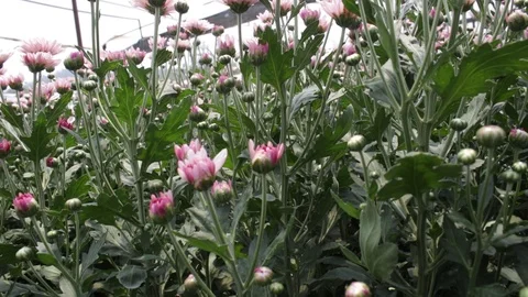 Hand held shot of flower Видео 104345256