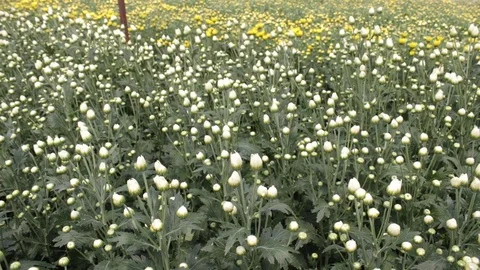 Hand held shot of flower Видео 104345296