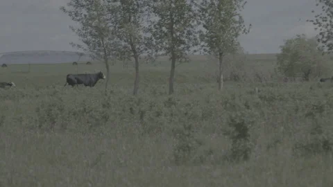 Hand Held Shot of a HERD of Cattle in a Pasture in Rural Montana in Summer Stock Footage 235223798