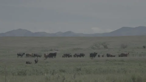 Hand Held Shot of a HERD of Cattle in a Pasture in Rural Montana in Summer Stock Footage 235253181
