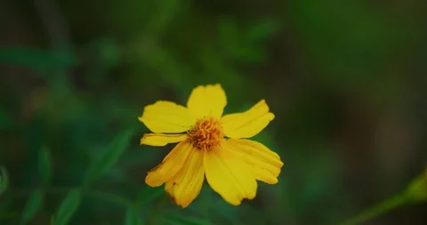 Hand held shot of local floral in Los Feliz, California. Stock Footage 115954722