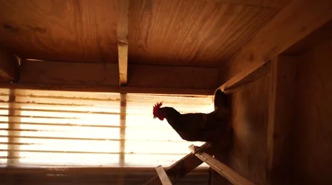 Hand held shot of lone chicken clucking in coop. Video stock 66491643