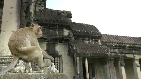 Hand held shot macaque sitting on a wall of angkor wat temple Stock Footage