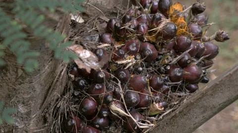 Hand held shot of palm berries for palm oil on a palm tree Stock Footage 61829909