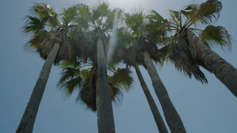 HAND HELD SHOT OF PALM TREES WITH SUN FLARE LA CALIFORNIA Stock Footage 127473277