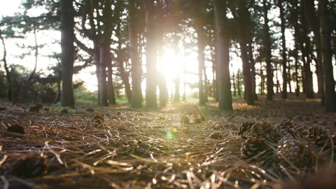 Hand held shot of pine forest/wood at ground level Stock Footage 146268463