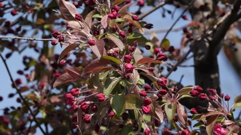 A hand held shot of a red tree in Vienna Stock Footage 136194057