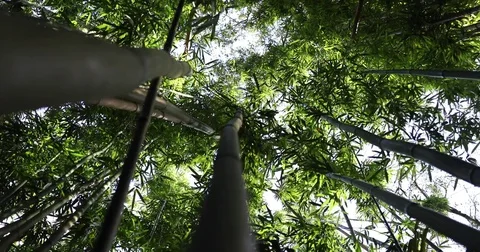 HAND HELD SHOT OF SOME BAMBOO TREETOPS IN HAWAII Stock Footage 84044078