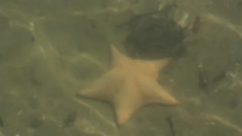 Hand held shot of a starfish from inside a boat into ocen floor  Stock Footage 155612245