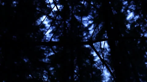 Hand held shot staring up through dark forest 스톡 동영상 37803080