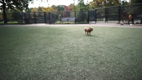 Hand-held shot of two dogs meeting in park Stock Footage 110921586