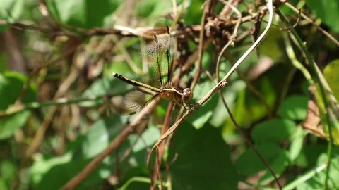 Hand held shot of a yellow sided skimmer perched on a dry stem Video stock 166170510