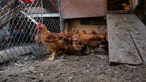 Hand held shot of young broilers standing in corner next to enclosure Stock Footage 296364550
