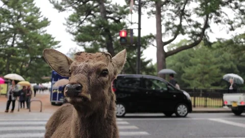 Hand held slow motion video clip of Nara deer in Japan next to traffic lights Stock Footage 152971131