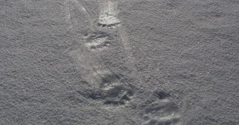 Hand held tilt up along trail of polar bear tracks Stock Footage 64338014