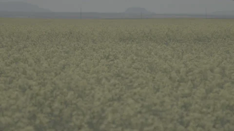 A Hand Held Tilt Down Rack Focus of a Field of Canola Flowers in Montana Stock Footage 235233613