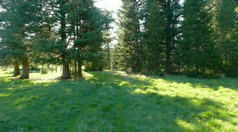 Hand held timelapse walk on summer forest Stock Footage 744808