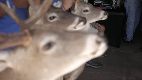Hand Held Tracking Shot of Deer Mounts Held in a Line Stock Footage 76011488