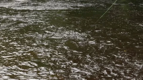 Hand-held tracking shot of a wild brown ... | Stock Video | Pond5