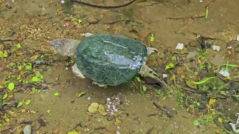 Hand held video of a Common Snapping Turtle Chelydra serpentina swimming Stock Footage 309772135