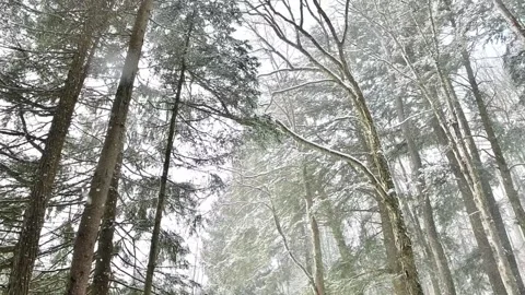 Hand held video of fresh 180p 60fps snow fall pine forest hiking taril cine.. Stock Footage 262000857
