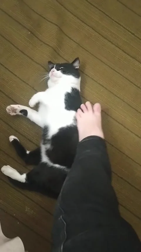 Hand held video as leg is playing with the cat Stock Footage 241664658