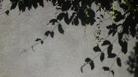 Hand held video of vines foliage shadow on grey wall Stock Footage 251699897