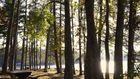 A hand held view of sun flare through trees at a lake side picnic area. Stock Footage 119334342