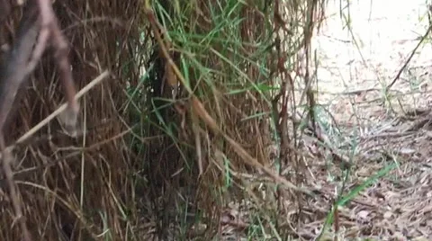 Hand- Held Walking Through Jungle, Peru South America Stock Footage 53202525