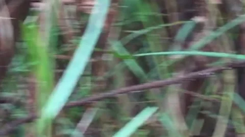 Hand-Held Walking Through Jungle, Peru South America Stock Footage 53202530