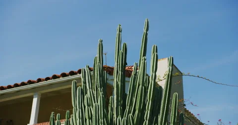 Hand held zooming out of a cactus in Los Feliz, California. Stock Footage 151191719