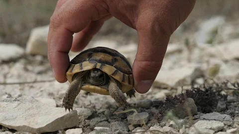 Hand helping tortoise upside down to go ... | Stock Video | Pond5