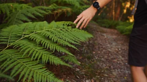 Hand of a hiker touching fern while walking by Video stock 236993444