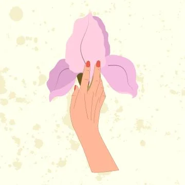 Hand hold big lilac iris flower. Stock Illustration