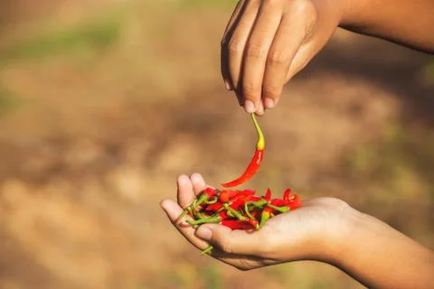 Hand hold chilli Stock Photos