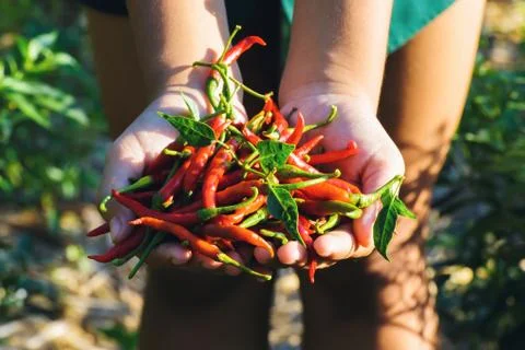 Hand hold chilli Stock Photos