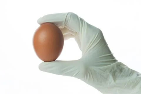 Hand hold egg Stock Photos