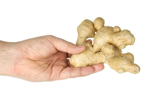 Hand hold ginger root Stock Photos