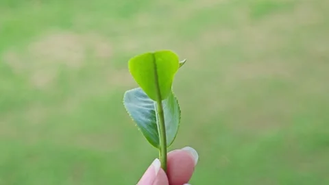 Hand hold green tea leaf in farm. Stock Footage 304943108