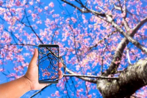 Hand hold mobile phone on blurred of Prunus cerasoides flower on blue sky Stock Photos