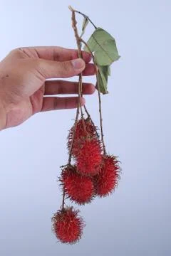 Hand hold Rambutan isolated on white background Stock Photos