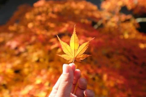 Hand hold a red maple leaf Stock Photos