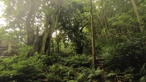 Hand hold still camera view of jungle tropical rain forest with dense vegetation Stock Footage 245446828