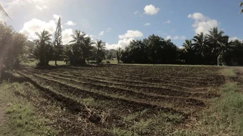 Hand hold still view at a backroad in tropical Pacific Cook Islands  Stock Footage 233607414