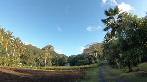 Hand hold still view at a backroad in tropical Pacific Cook Islands where a dog  Stock Footage 235322254