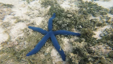 Hand hold still view of blue sea star  with algae white sand bed bottom in turqu Stock Footage 252178428