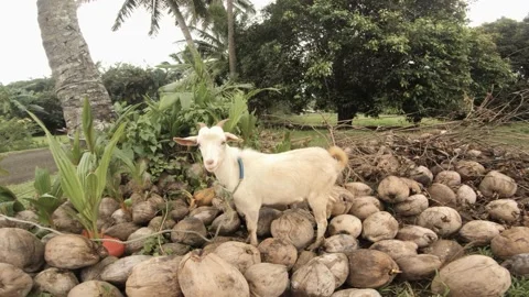 Hand hold still view of side of a white small goat standing on piles of coconuts Stock Footage 237620111