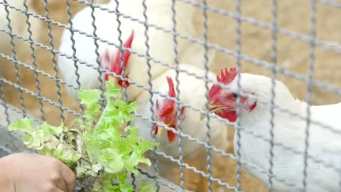 Hand Hold Vegetable Feeding to Rhode Island White Chicken Stock Footage 153580539