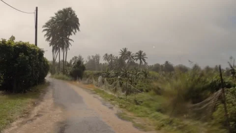 Hand hold vertical look up view at backroad in tropical Pacific Islands with flo Stock Footage 235309458