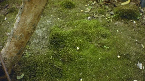 Hand hold view of dirt ground full of moss and dry dead skinny wood tree trunk Stock Footage 204505244
